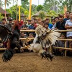 Sejarah Sabung Ayam di Indonesia: Asal Usul dan Perkembangannya dari Tradisi ke Modernitas