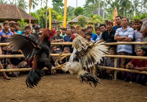 Sejarah Sabung Ayam di Indonesia: Asal Usul dan Perkembangannya dari Tradisi ke Modernitas