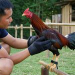 Teknik Latihan Ayam Aduan yang Aman dan Mendukung Kebugaran untuk Performa Optimal