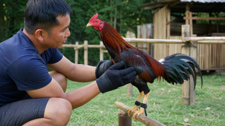 Teknik Latihan Ayam Aduan yang Aman dan Mendukung Kebugaran untuk Performa Optimal