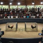 Link Daftar SV388 Live Streaming Sabung Ayam Terbesar Hari Ini Terbaru 2026