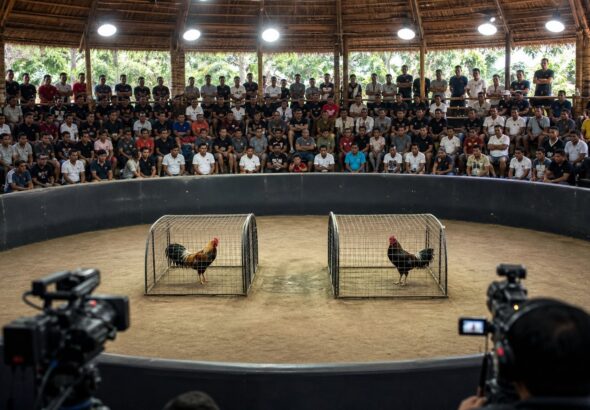 Link Daftar SV388 Live Streaming Sabung Ayam Terbesar Hari Ini Terbaru 2026