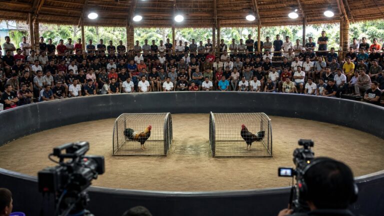Link Daftar SV388 Live Streaming Sabung Ayam Terbesar Hari Ini Terbaru 2026